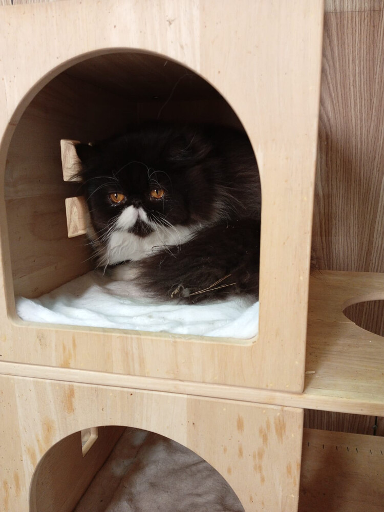 Cute Persian kitten - 9