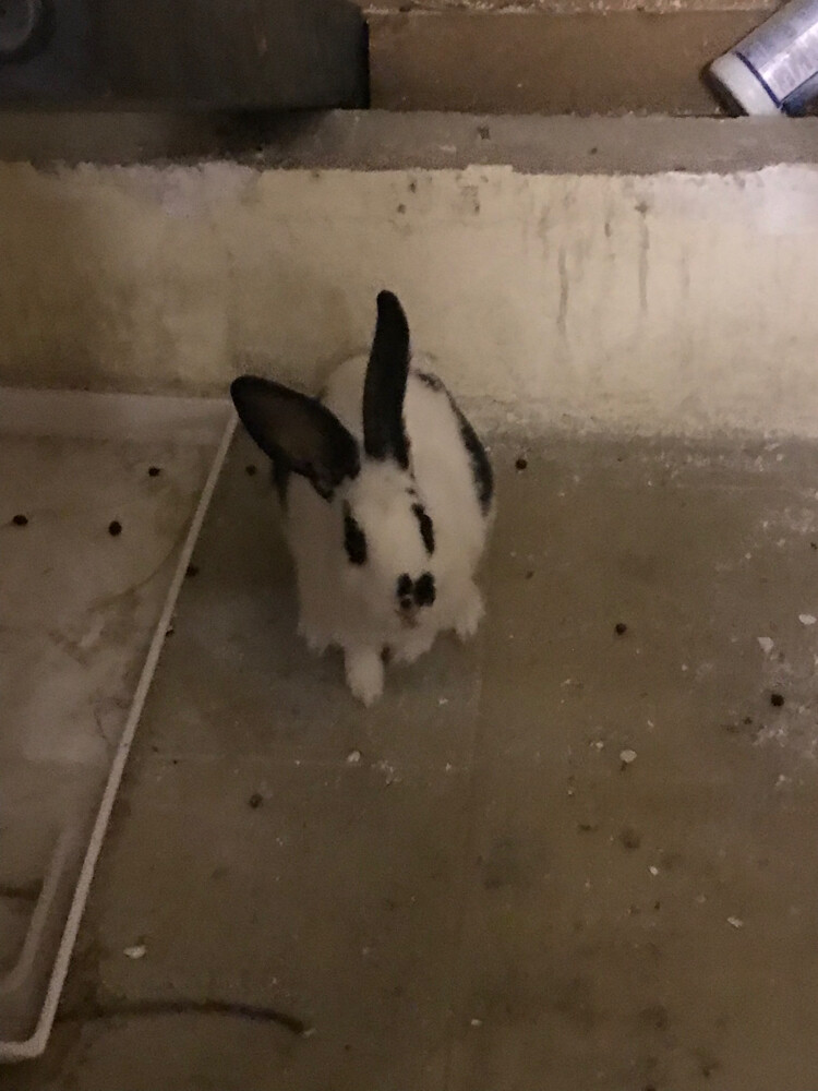 beautiful rabbit - 2