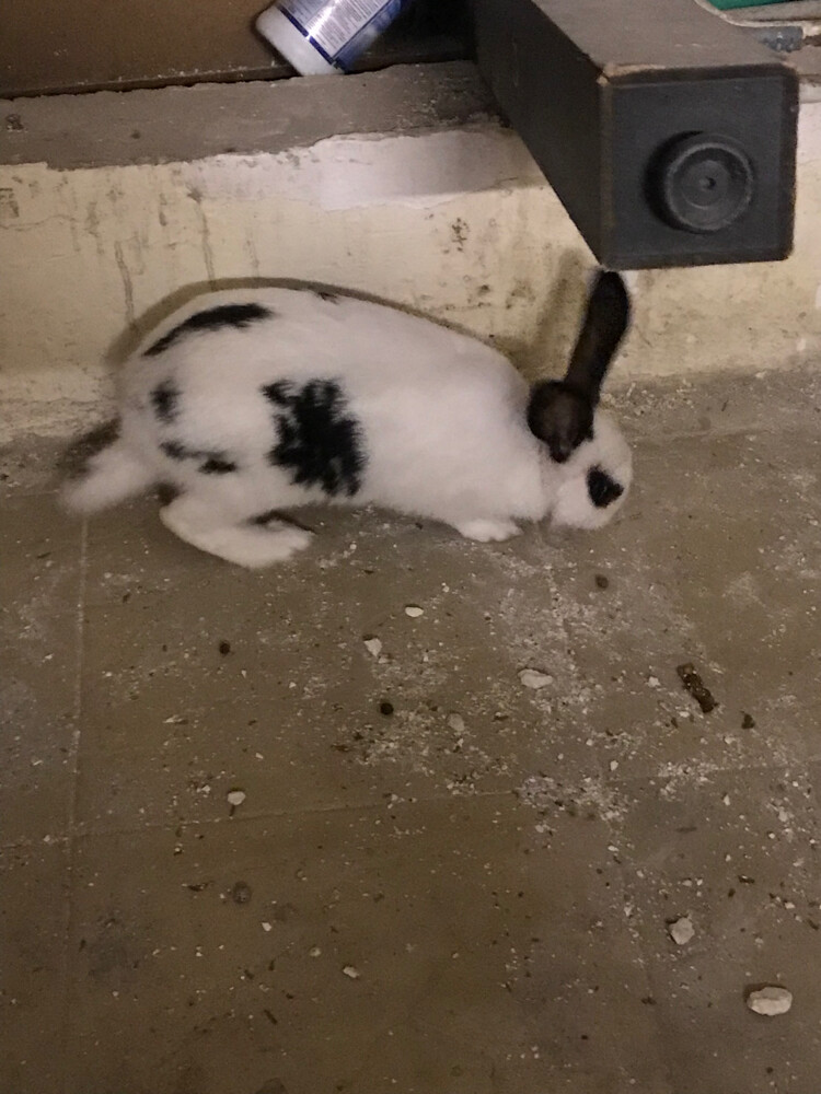 beautiful rabbit - 1