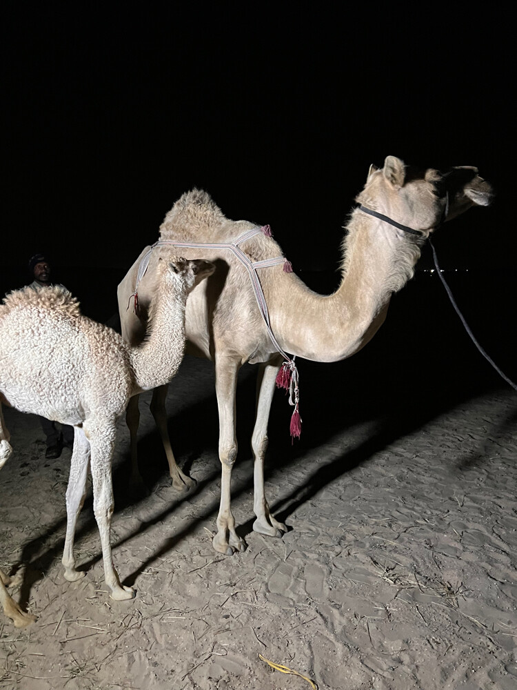 ناقه اعمانية طيبة واعلومها تحت . - 2