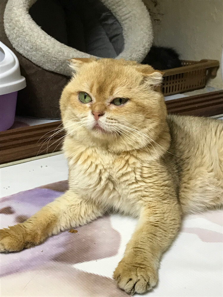 Scottish fold(for mating) - 2