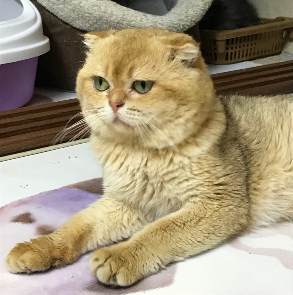 Scottish fold(for mating) - 3