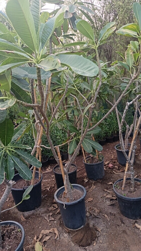 اشجار بريه وساتر للعزب والمزارع - 5
