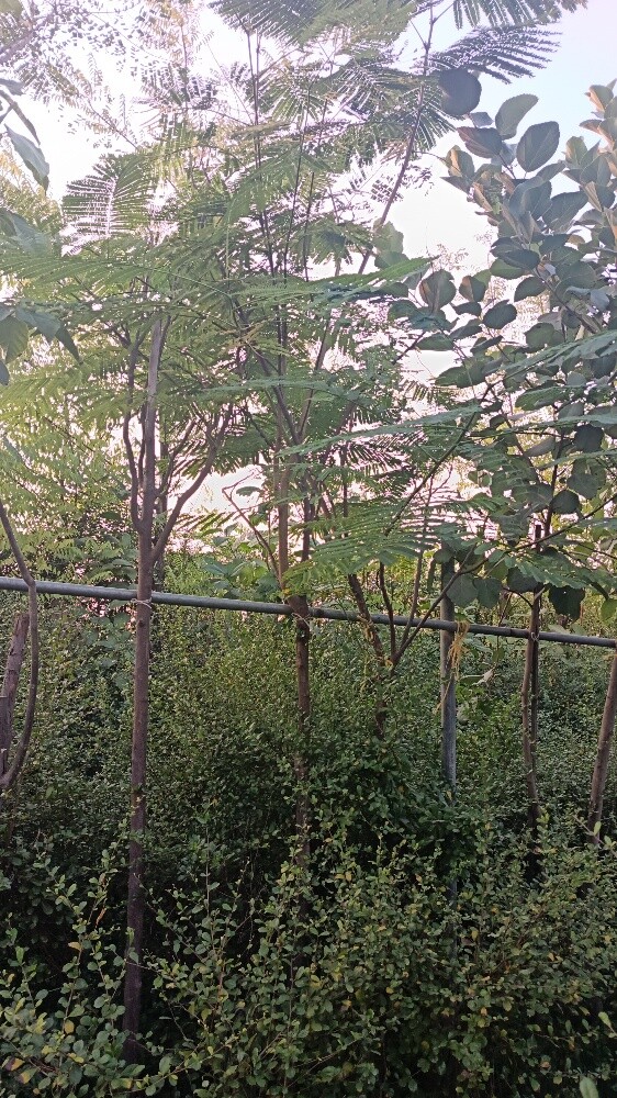 اشجار بريه وساتر للعزب والمزارع - 3