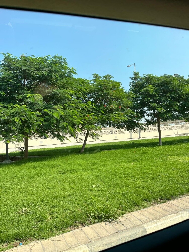 اشجار بريه وساتر للعزب والمزارع - 7