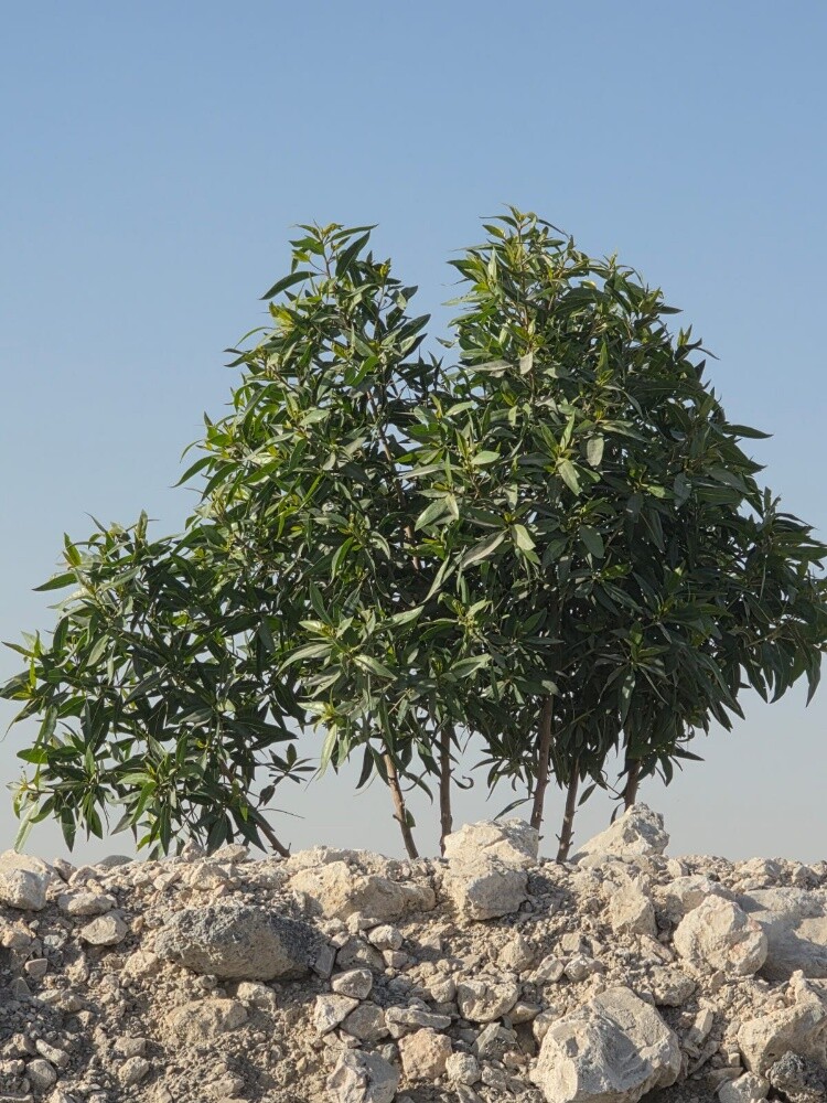 اشجار بريه وساتر للعزب والمزارع - 2