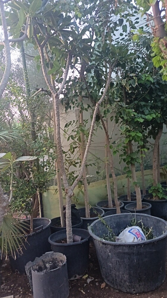 اشجار بريه وساتر للعزب والمزارع - 6