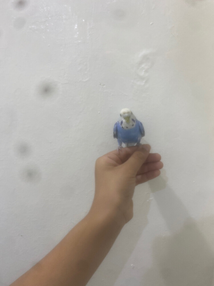 بادجي - 2