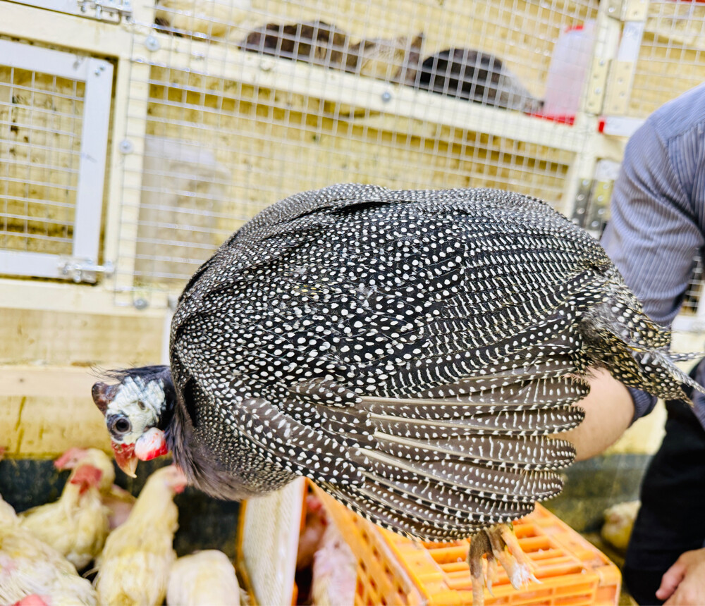 mini turkey - 1
