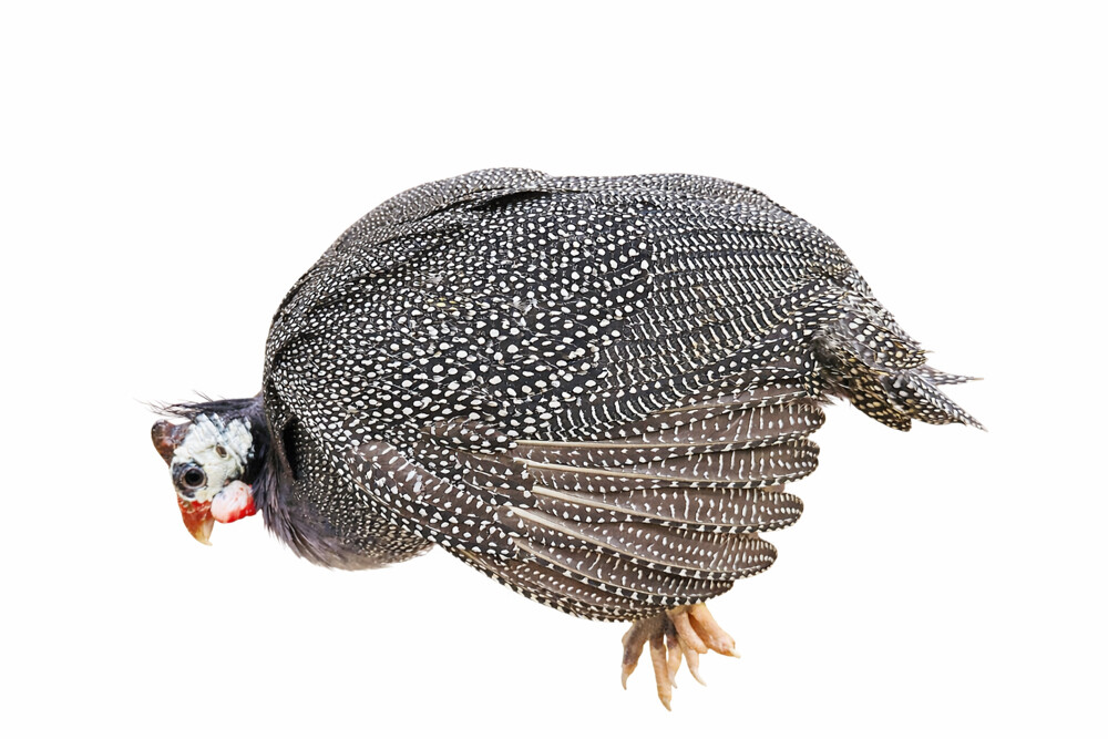 mini turkey - 2