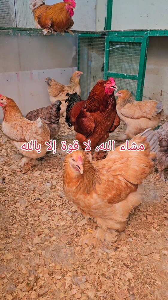 يتوفر طبق بيض مخصب - 2