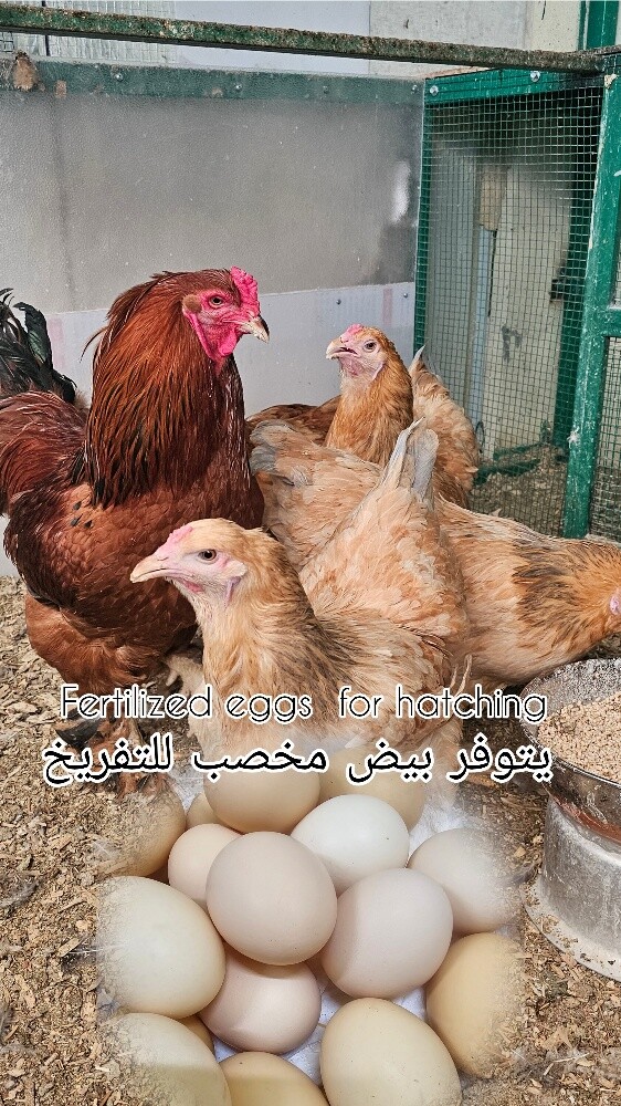 يتوفر طبق بيض مخصب - 1