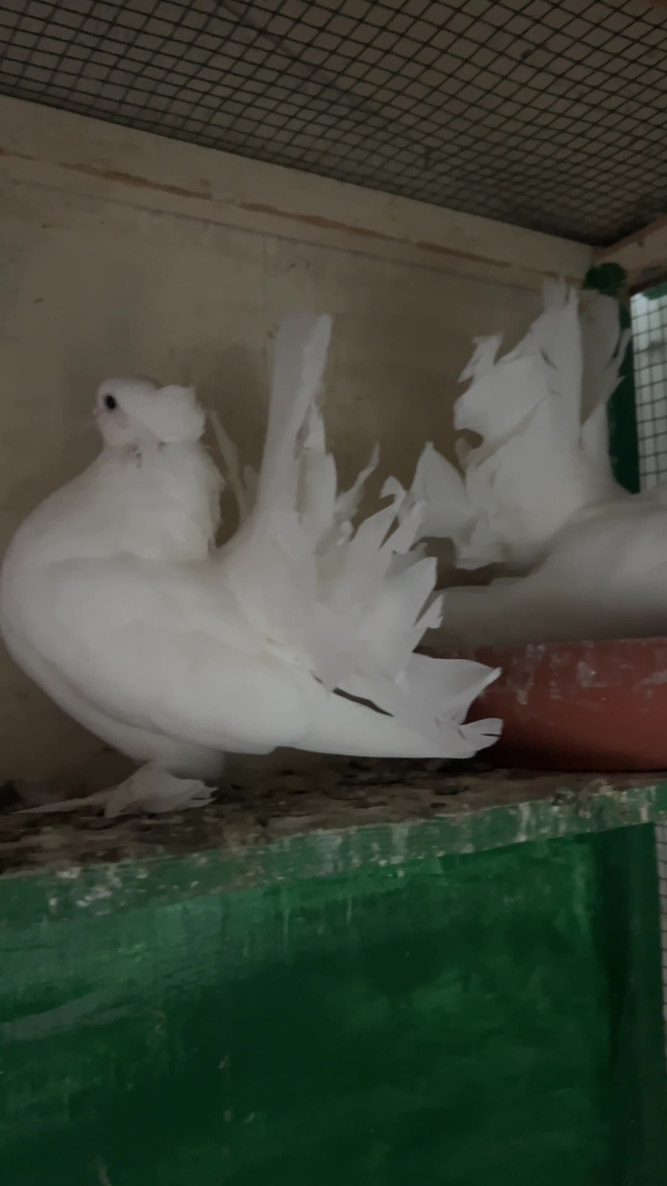 White Indian Fantail pigeons - 3
