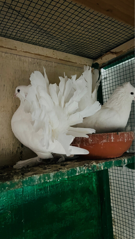 White Indian Fantail pigeons - 2