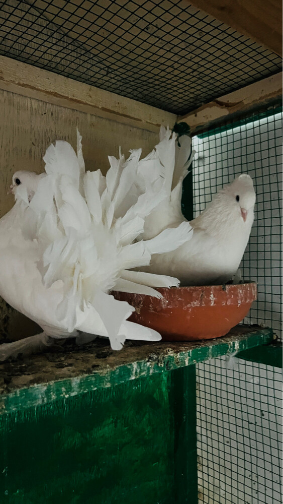 White Indian Fantail pigeons - 1