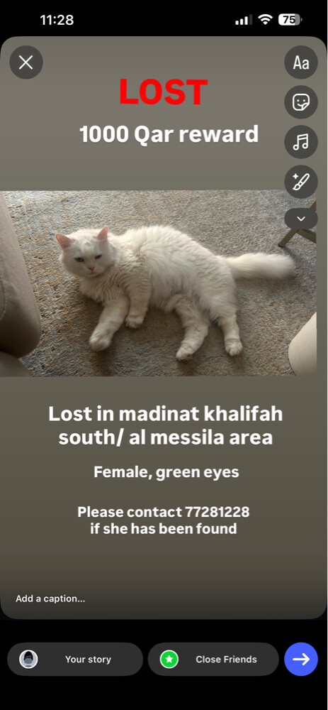 lost cat - 1