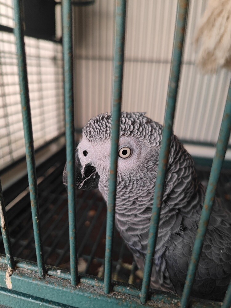 African grey parrot - 2