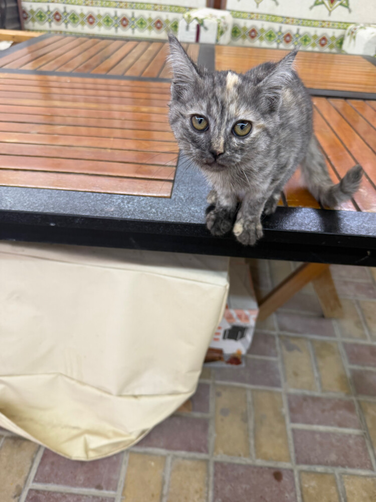 A silver cat - 1