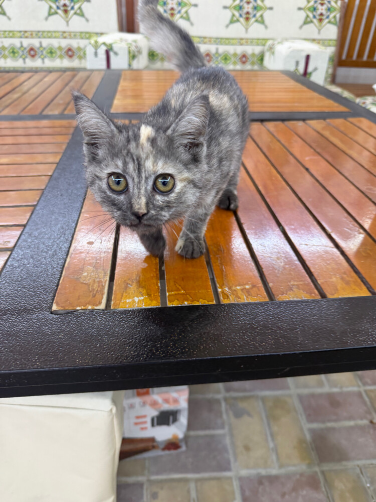 A silver cat - 2