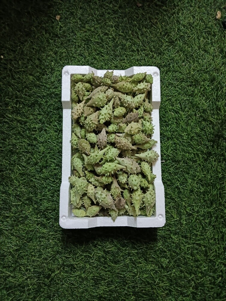توت كانار - 2