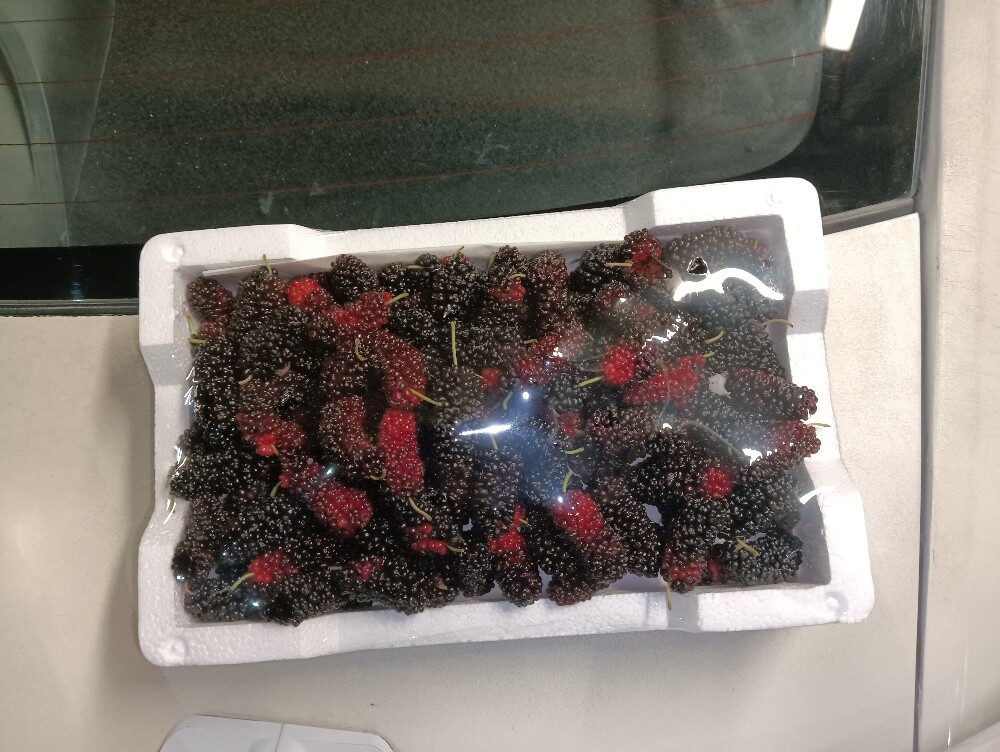 توت كانار - 3