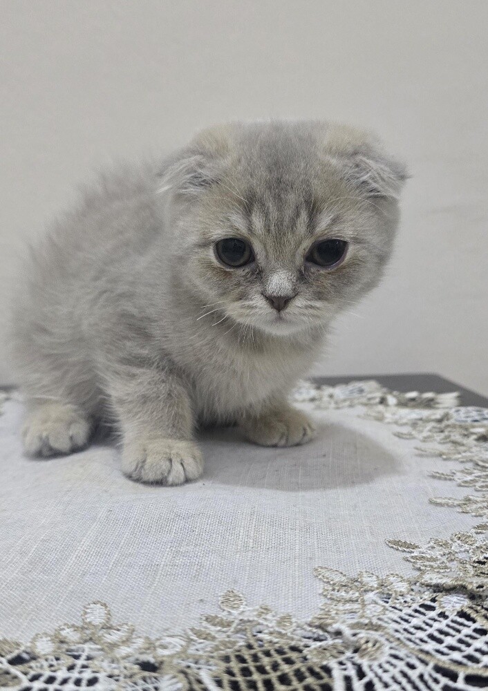 Adorable Purebred Scottish Fold - 5
