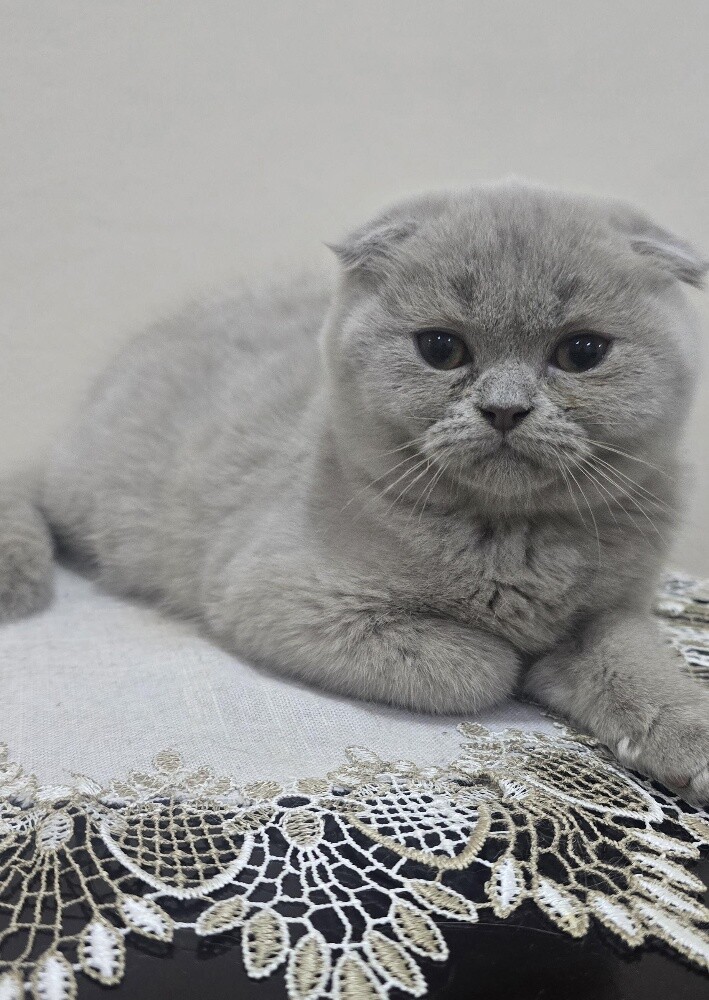 Adorable Purebred Scottish Fold - 6