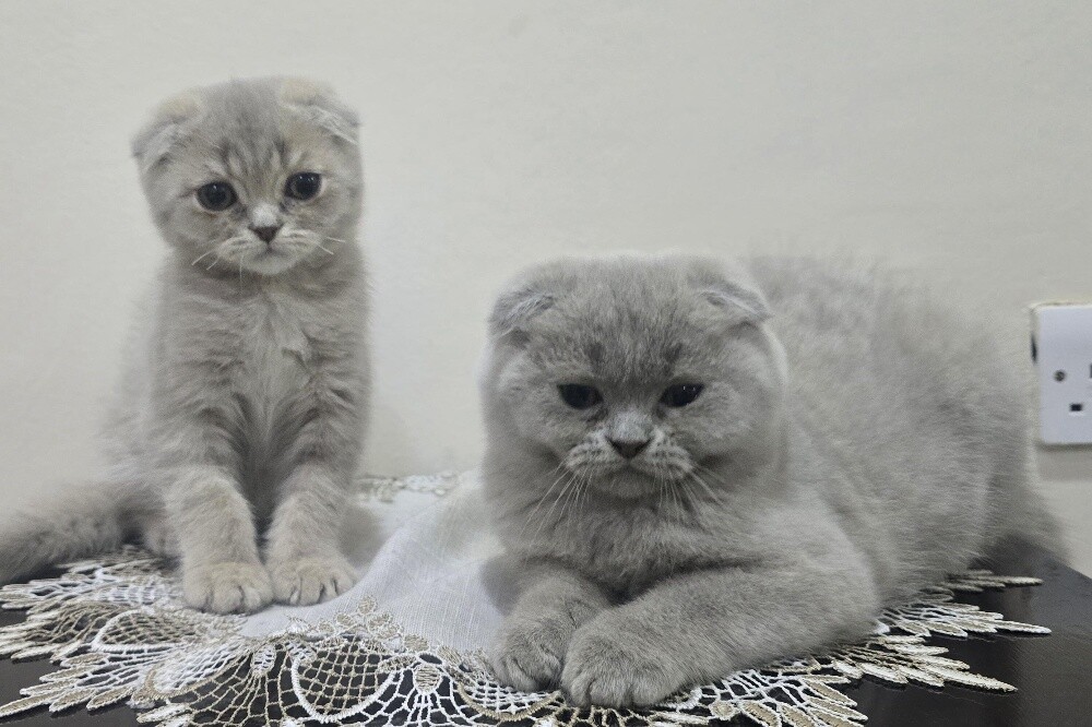 Adorable Purebred Scottish Fold - 1