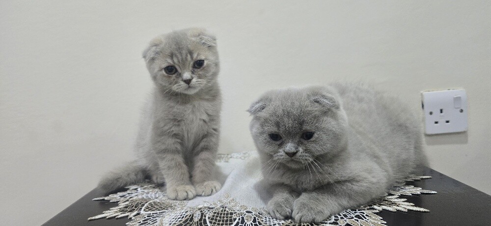 Adorable Purebred Scottish Fold - 2