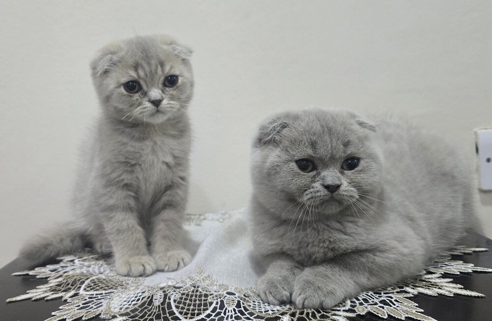 Adorable Purebred Scottish Fold - 3