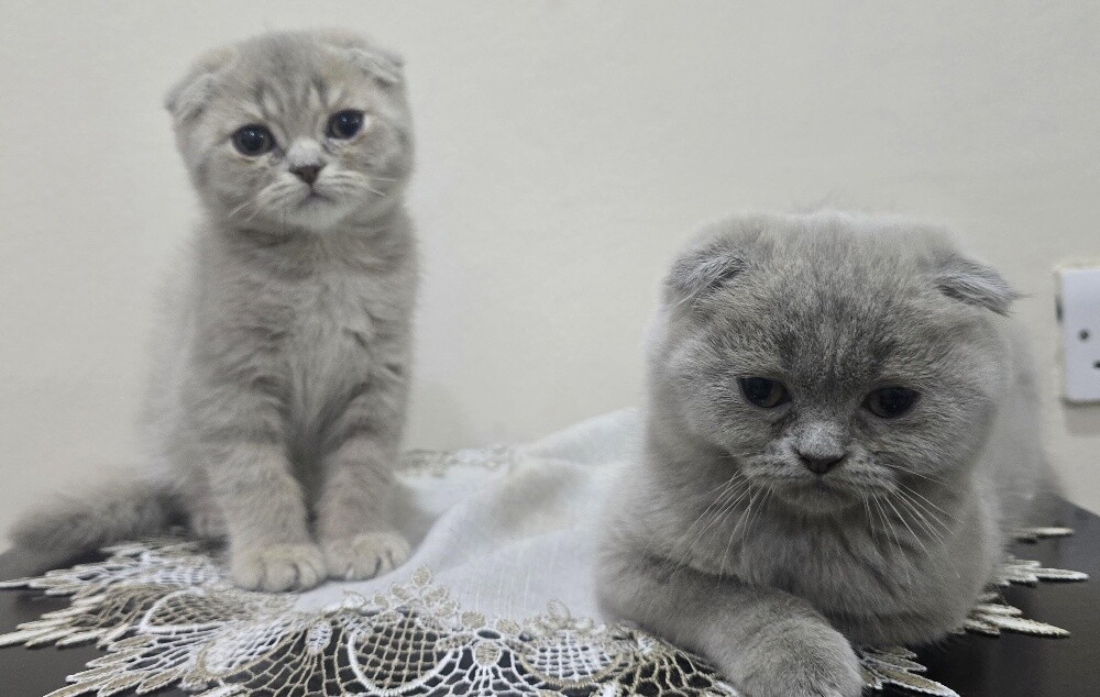 Adorable Purebred Scottish Fold - 4
