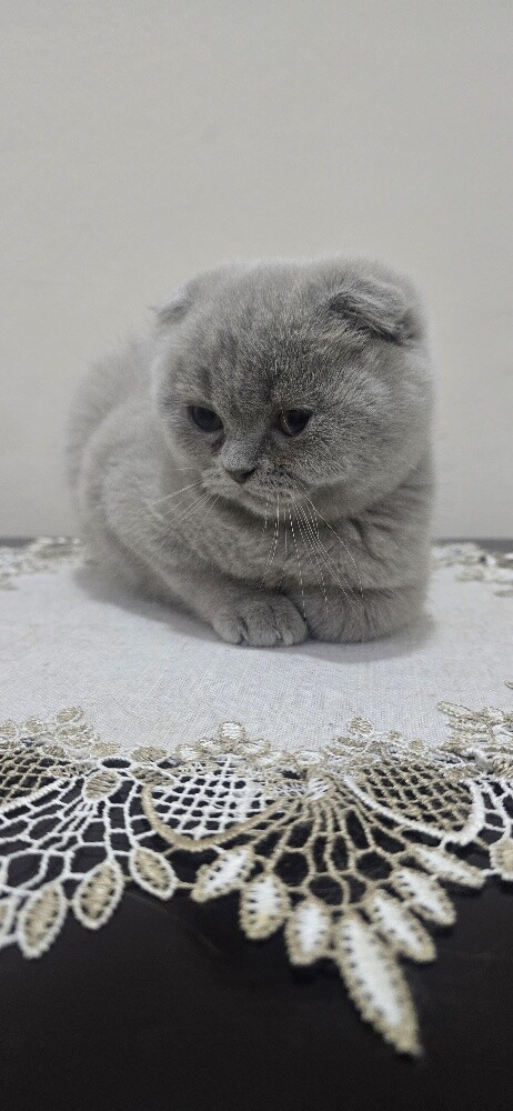Adorable Purebred Scottish Fold - 7