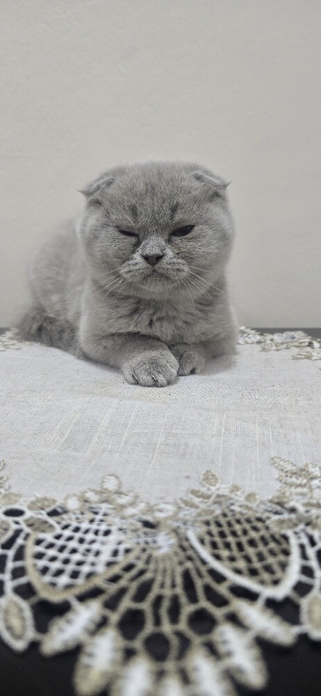 Adorable Purebred Scottish Fold - 8