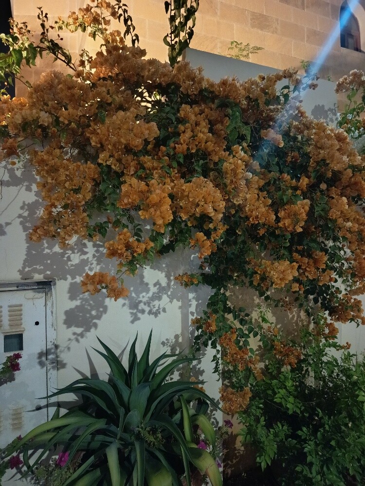 مهندس زراعي - 2