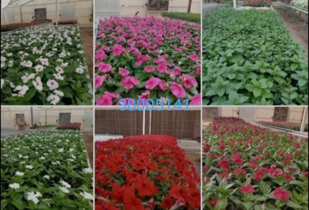 مهندس زراعي - 4