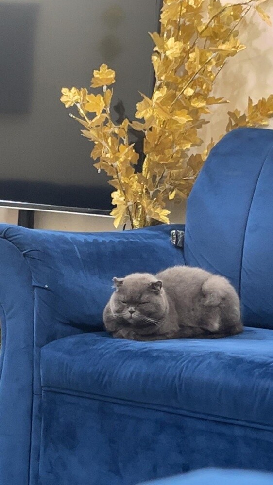 سكوتش فولد - 2