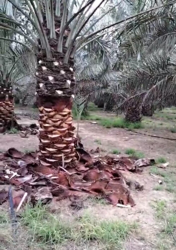 تنسيق حدائق - 2