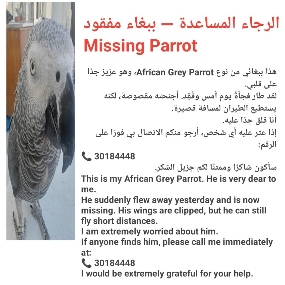 African grey parrot - 1
