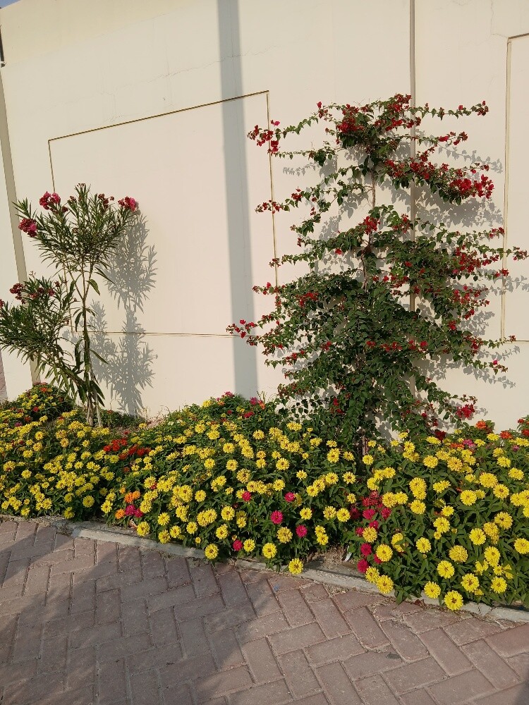 albalushi Gardner - 4