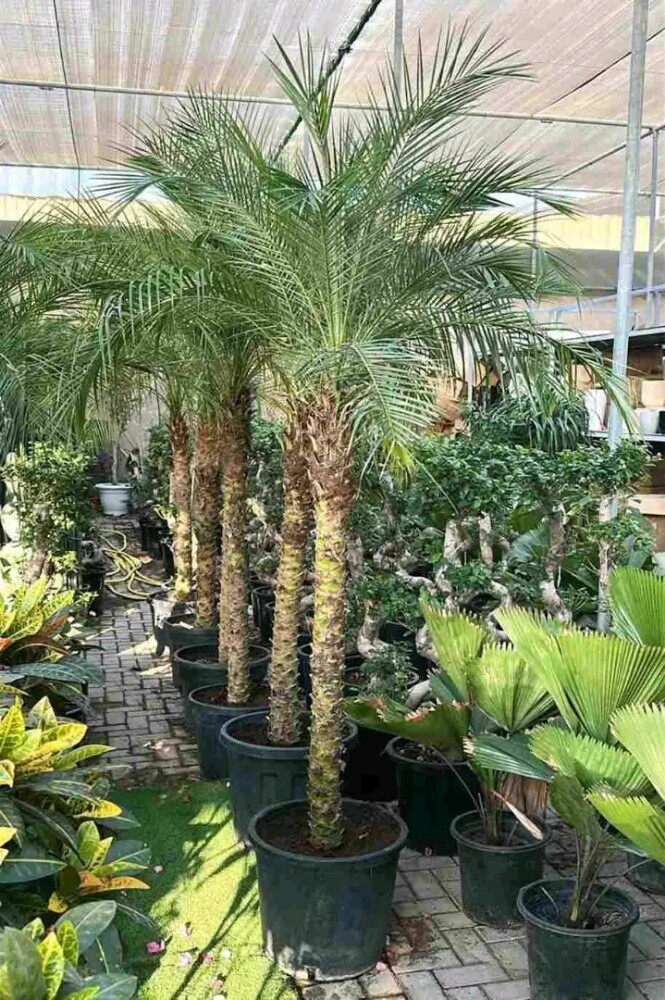 تنسيق وتجهيز الحدائق - 26