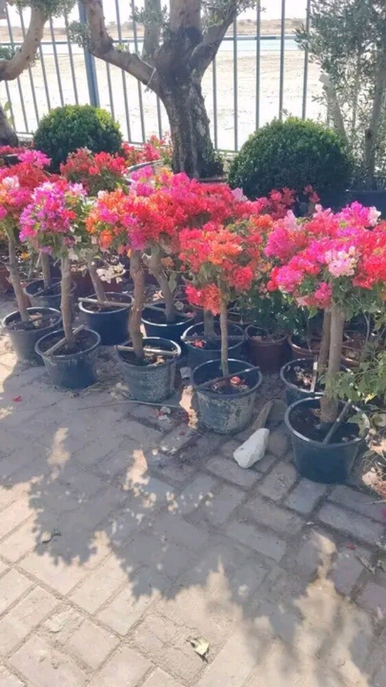 تنسيق وتجهيز الحدائق - 27