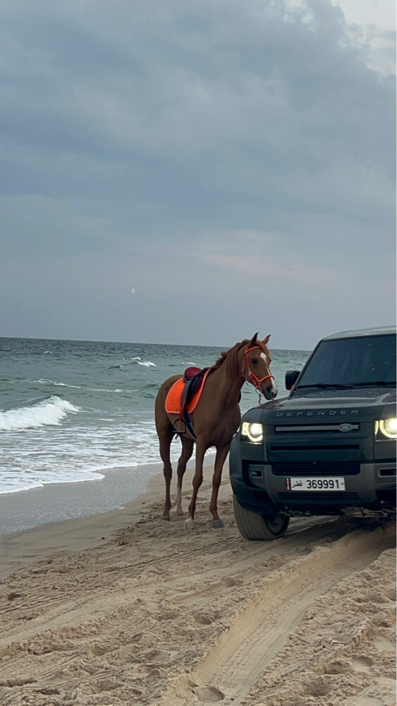 أجار خيل - 4