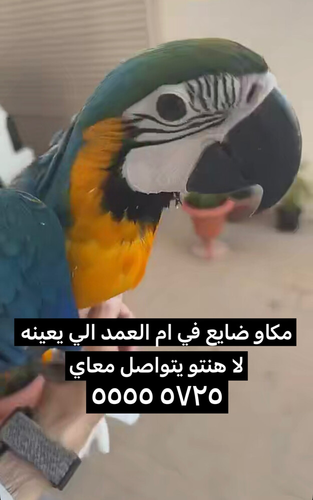 صالح - 1