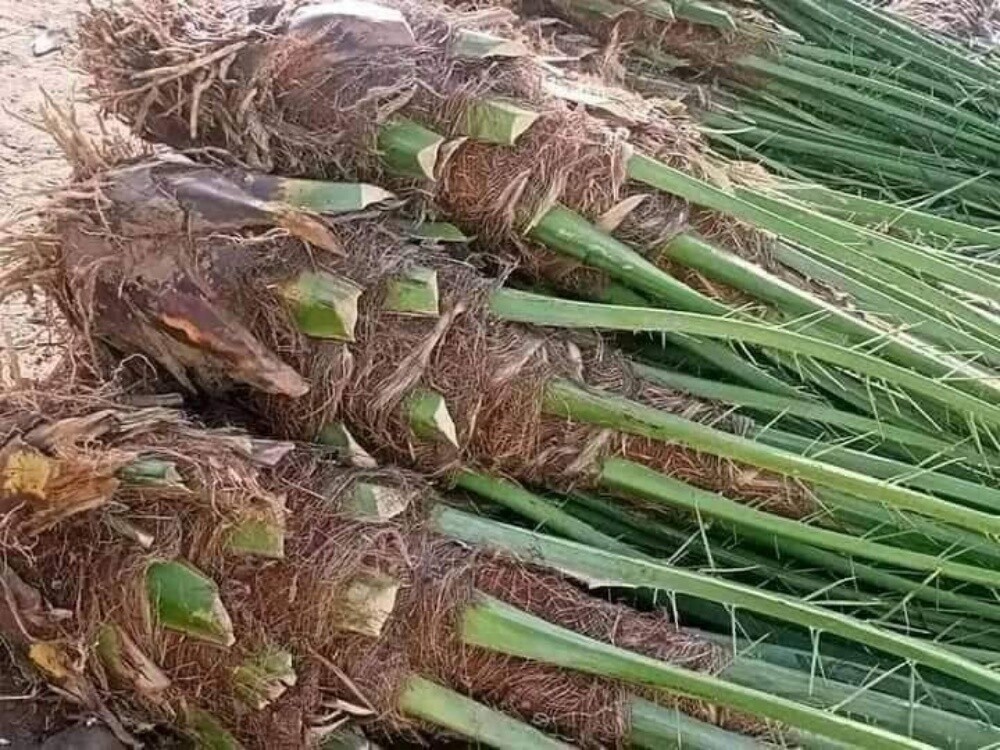 زراعة نخيل - 1