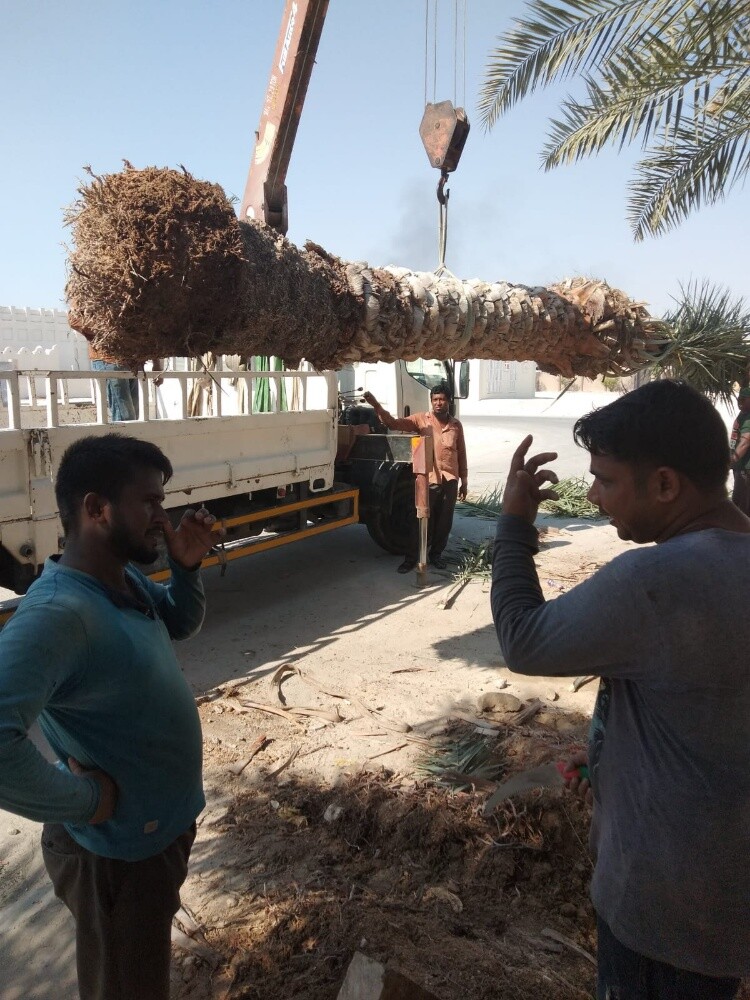 زراعة نخيل - 1