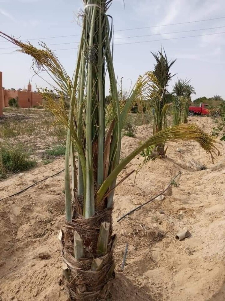 زراعة نخيل - 2