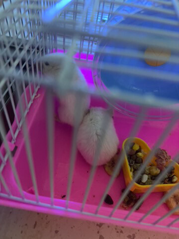 هامستر - 4