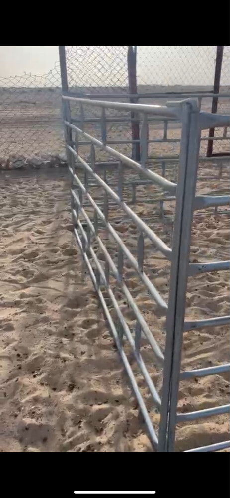 شبوك غنم بيبات - 3
