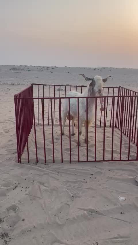 شبوك نوعيه جديده - 1