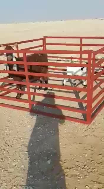 شبوك غنم تيوبات  - 1
